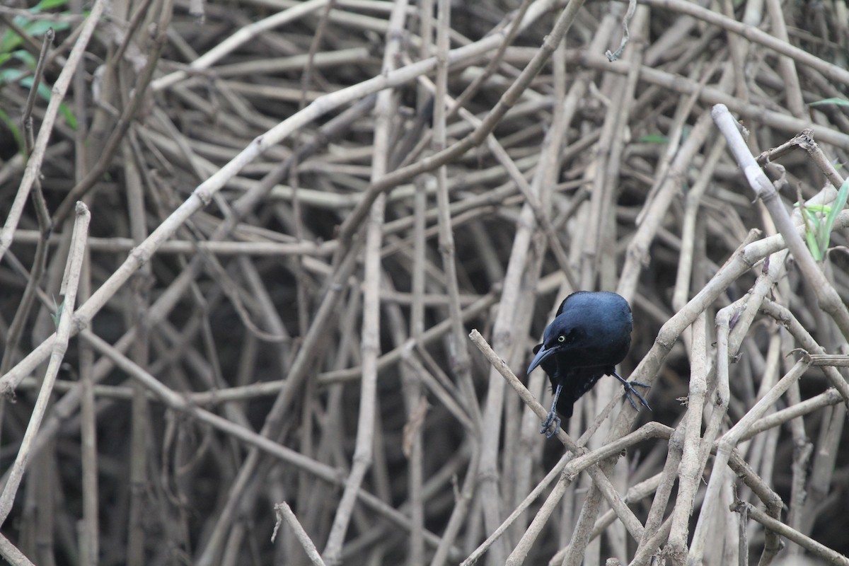 Nicaraguan Grackle - ML609100505