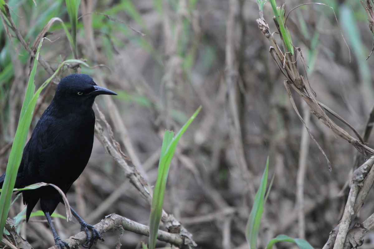 Nicaraguan Grackle - ML609100506