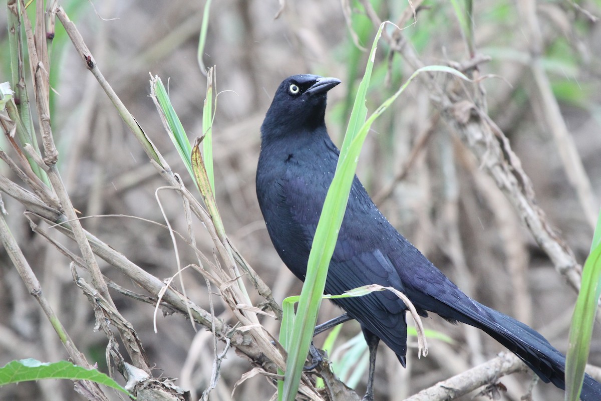 Nicaraguan Grackle - ML609100507