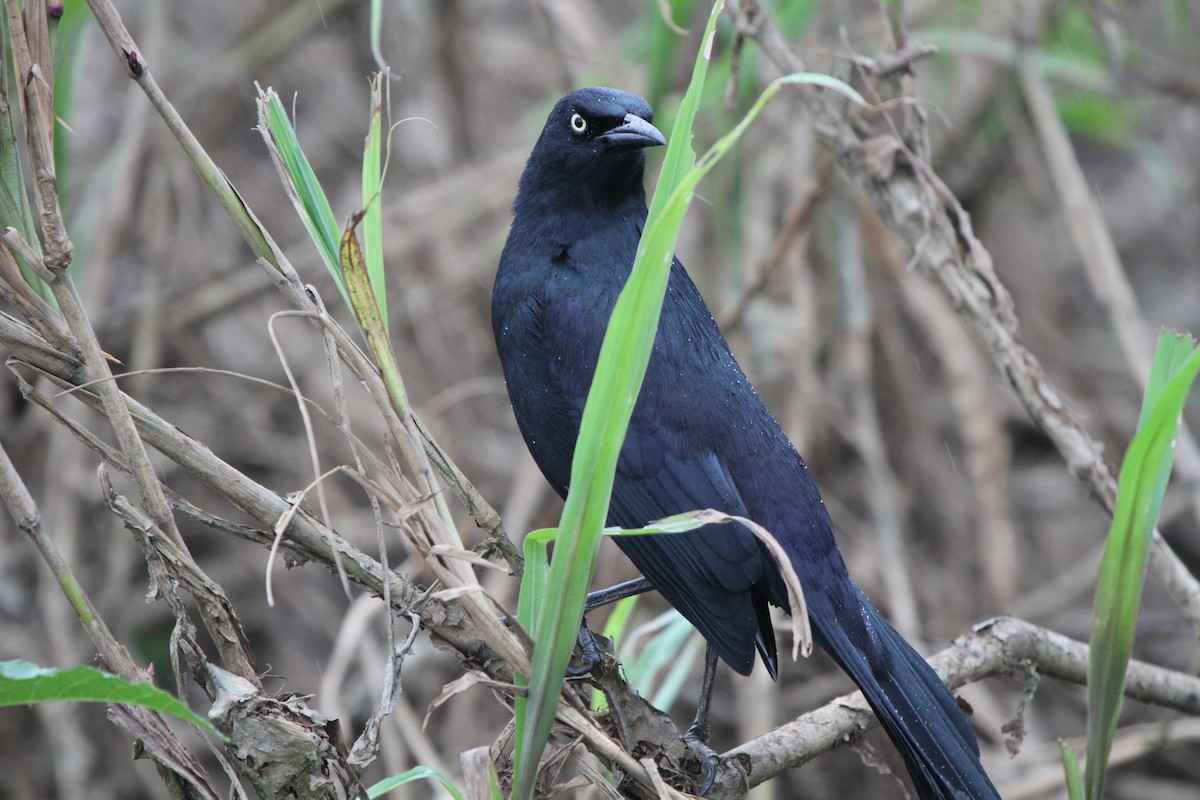 Nicaraguan Grackle - ML609100508