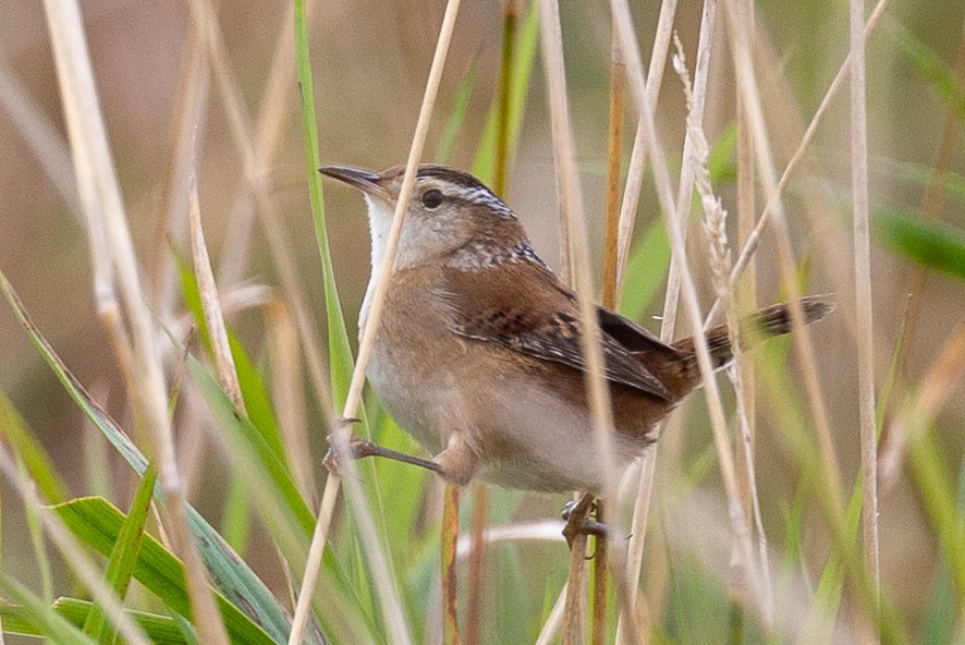 Marsh Wren - ML609100509