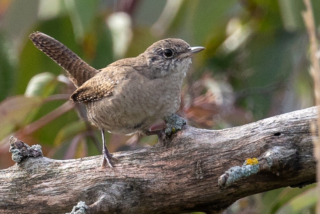 House Wren - ML609100515