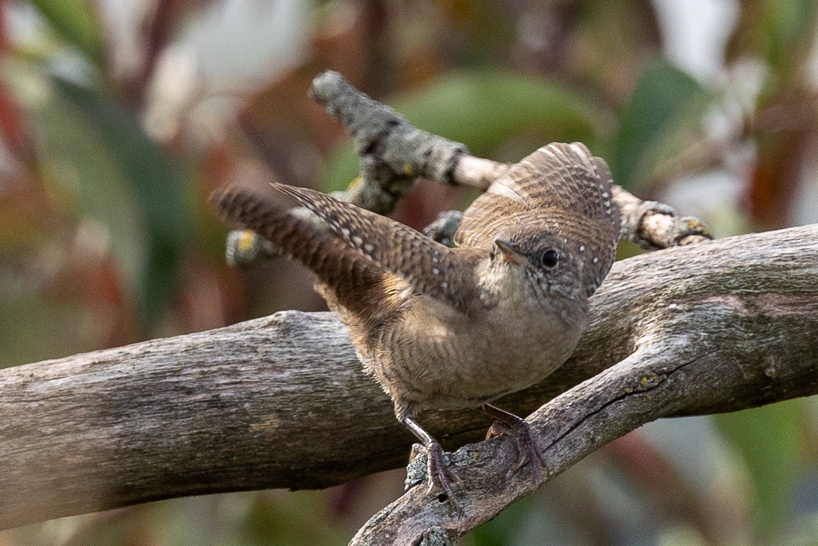 House Wren - ML609100516