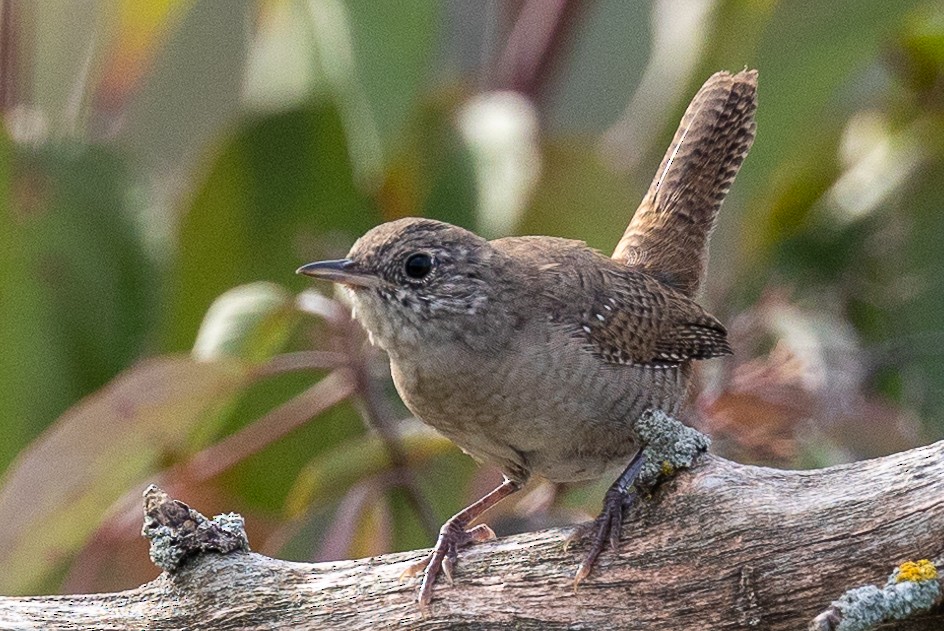 House Wren - ML609100517