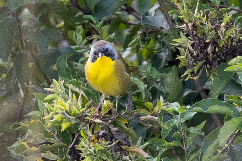 Paruline masquée - ML609100520