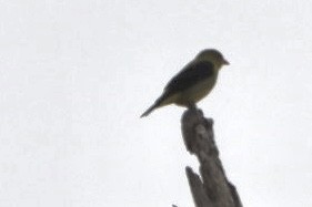 Piranga gorri-beltza - ML609100701