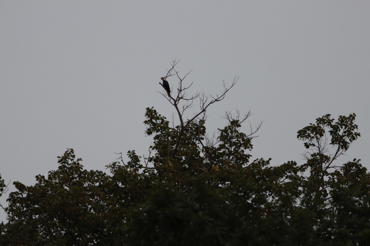 Pileated Woodpecker - ML609100781