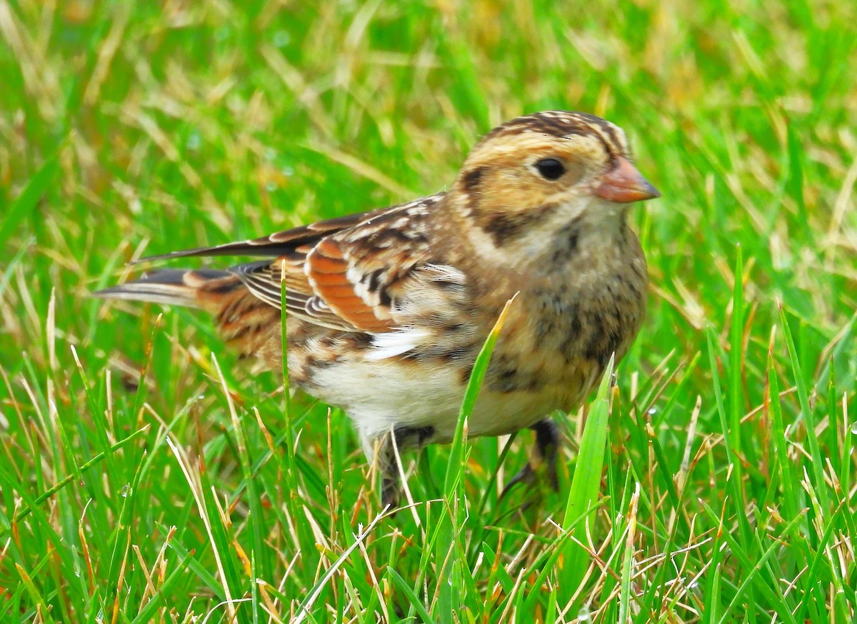 Lapland Longspur - ML609100882