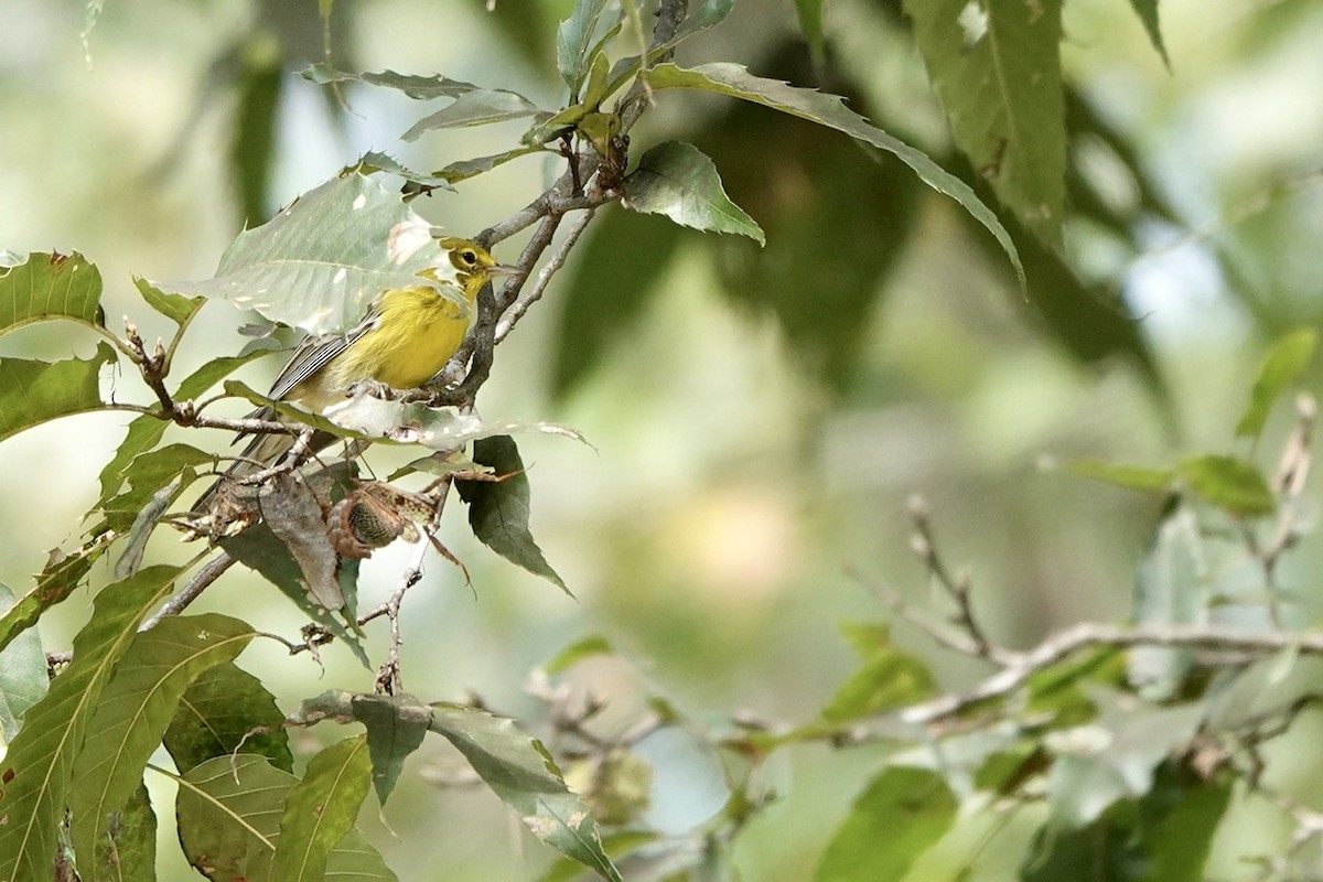 Pine Warbler - ML609100897