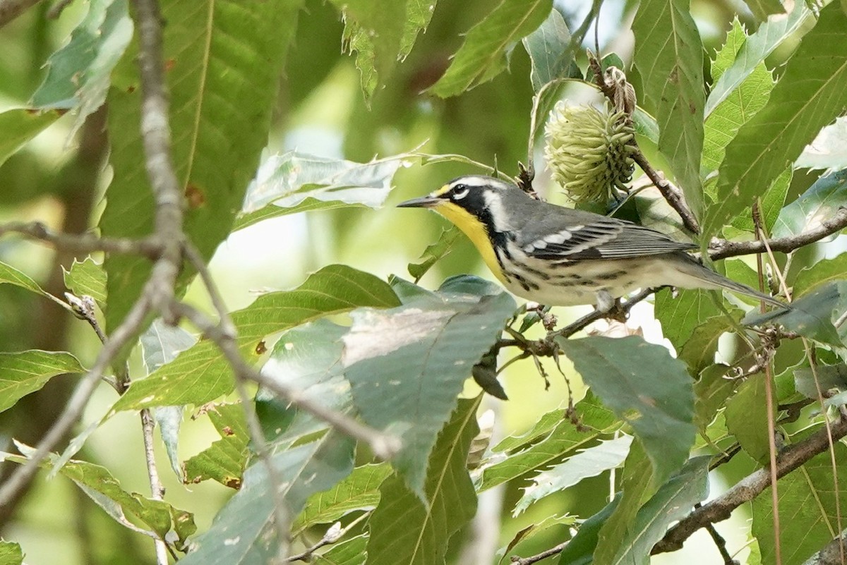 Goldkehl-Waldsänger - ML609100909