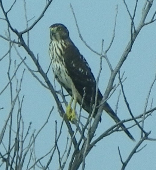 Cooper's Hawk - ML609100980