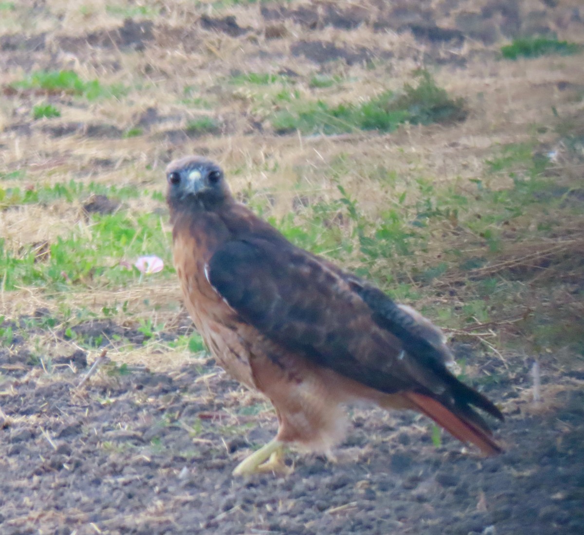 Red-tailed Hawk - ML609100999
