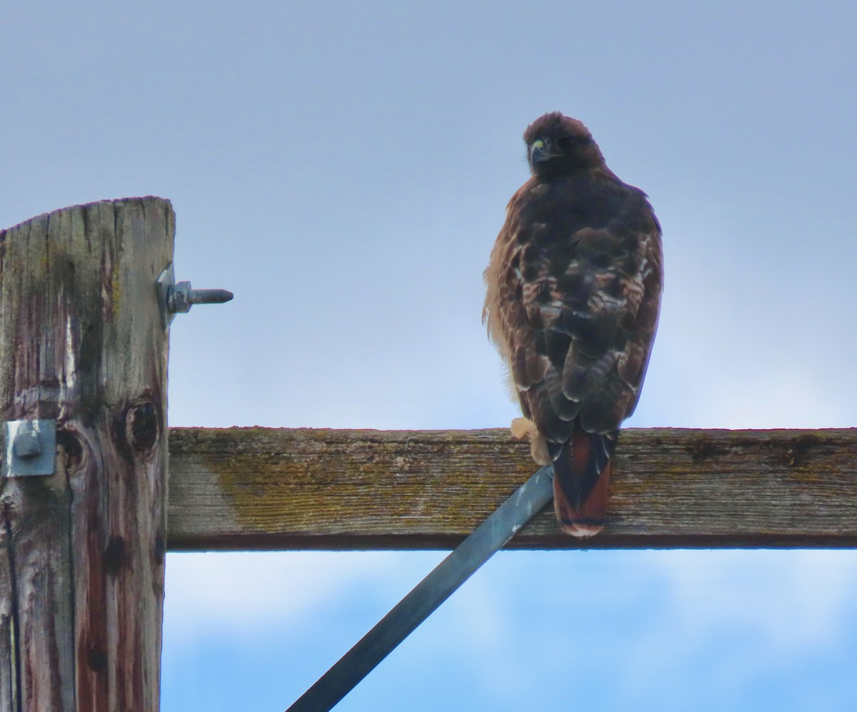 Red-tailed Hawk - ML609101000