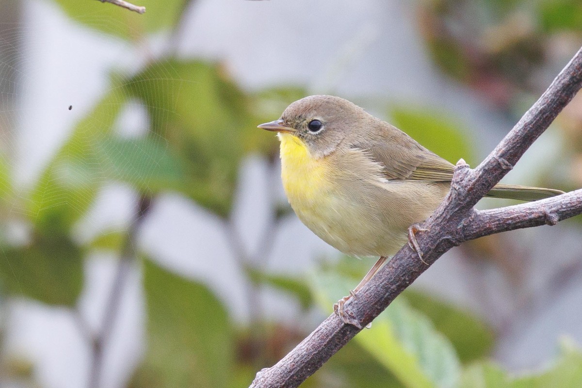 Common Yellowthroat - Ethel Dempsey