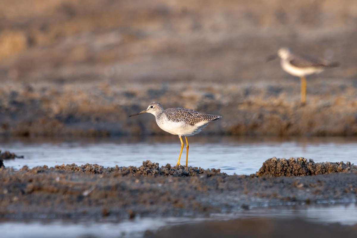 Greater Yellowlegs - ML609101117