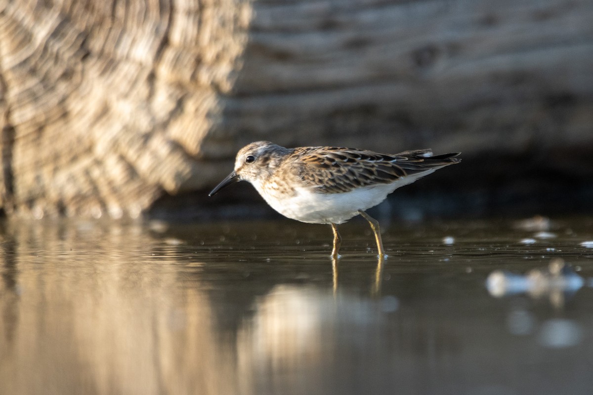 Least Sandpiper - ML609101127