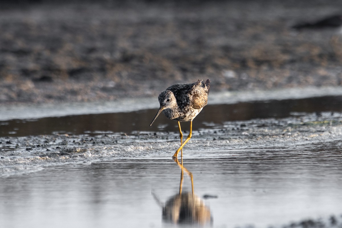 Greater Yellowlegs - ML609101131