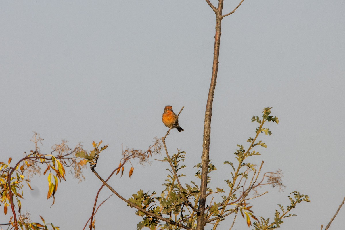 House Finch - ML609101134