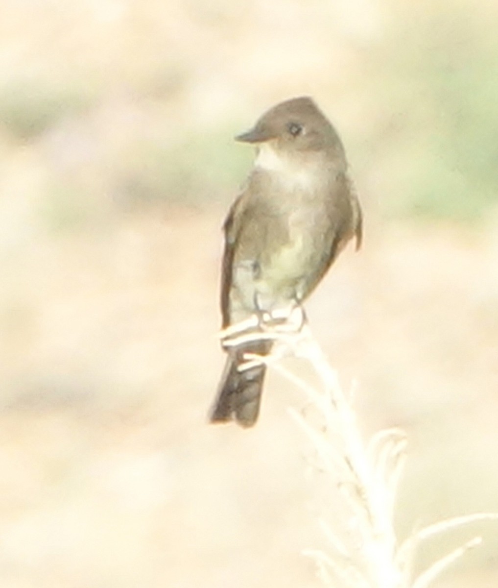 Western Wood-Pewee - ML609101169