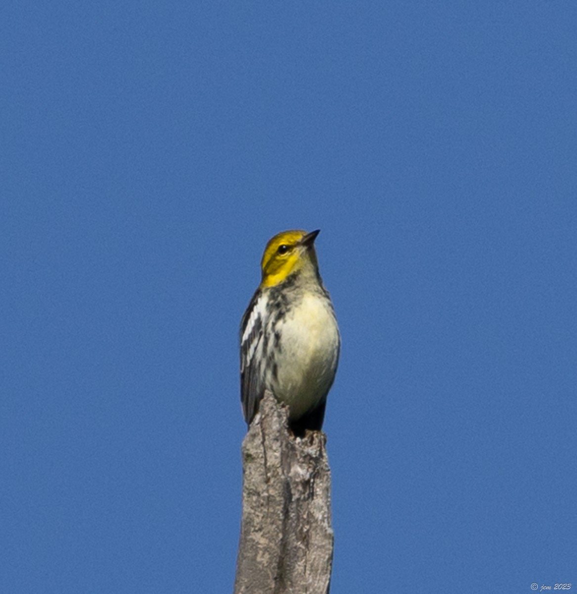 Black-throated Green Warbler - ML609101243