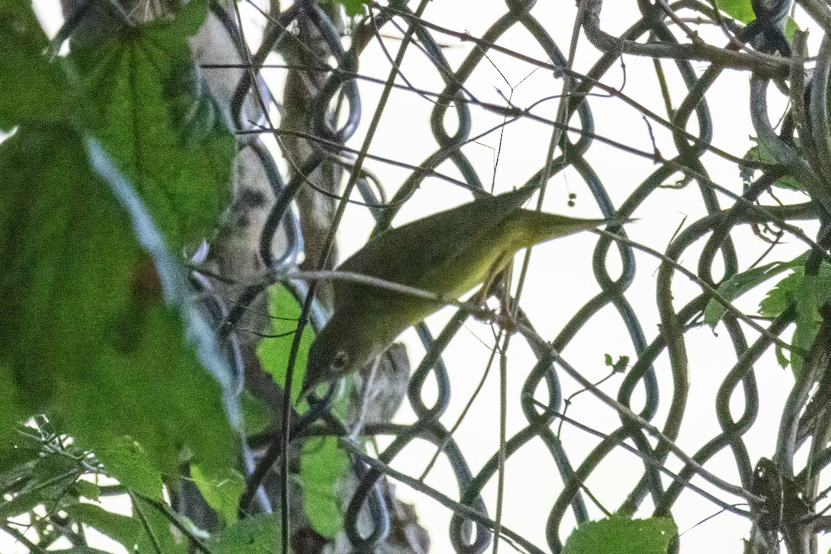 Connecticut Warbler - ML609101260