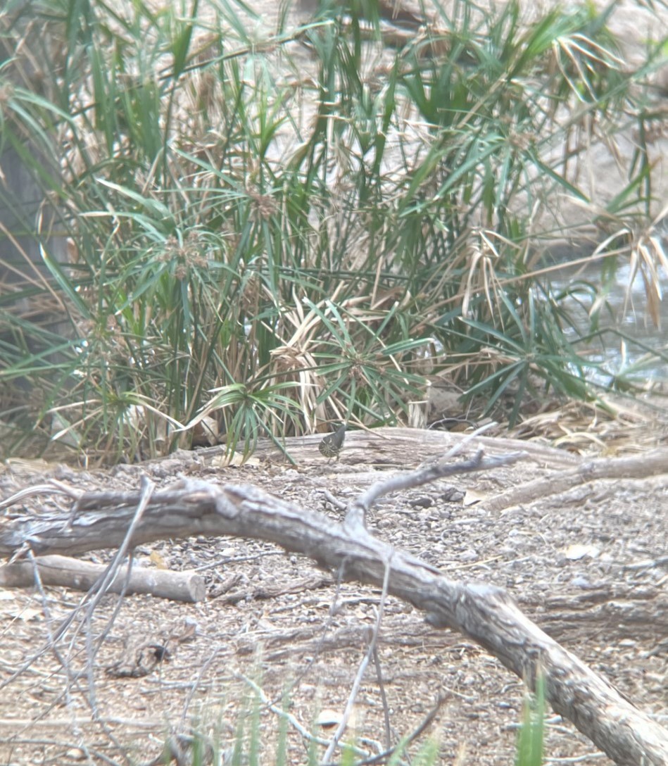 Northern Waterthrush - ML609101368