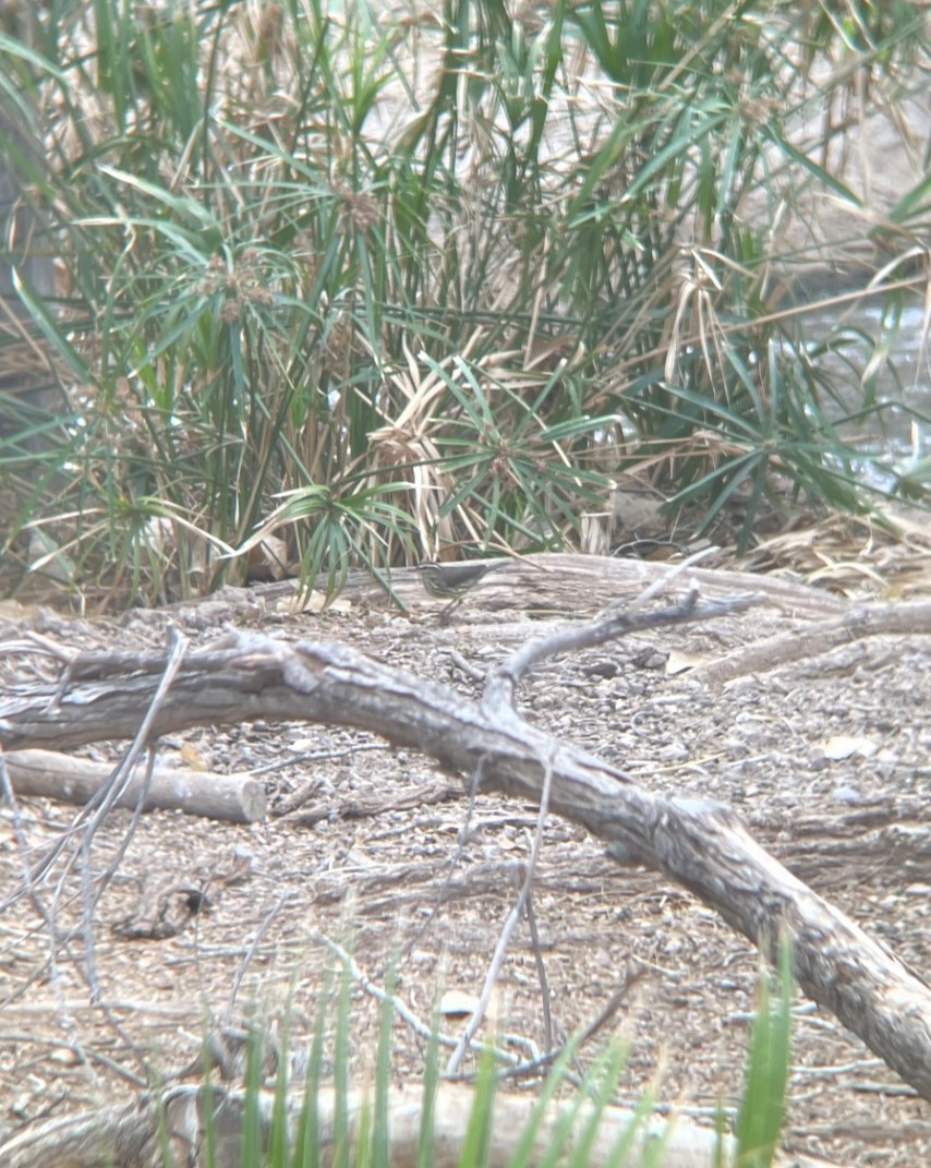 Northern Waterthrush - ML609101369