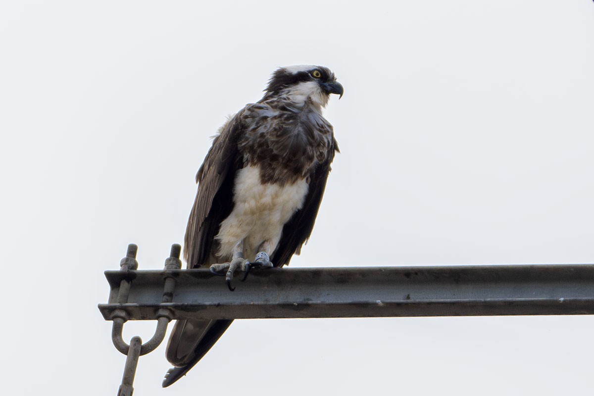 Osprey - Bruno Santos