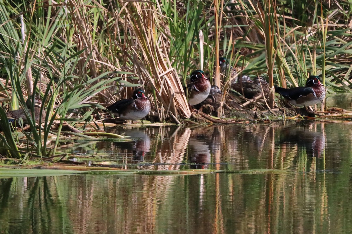 Wood Duck - ML609101418