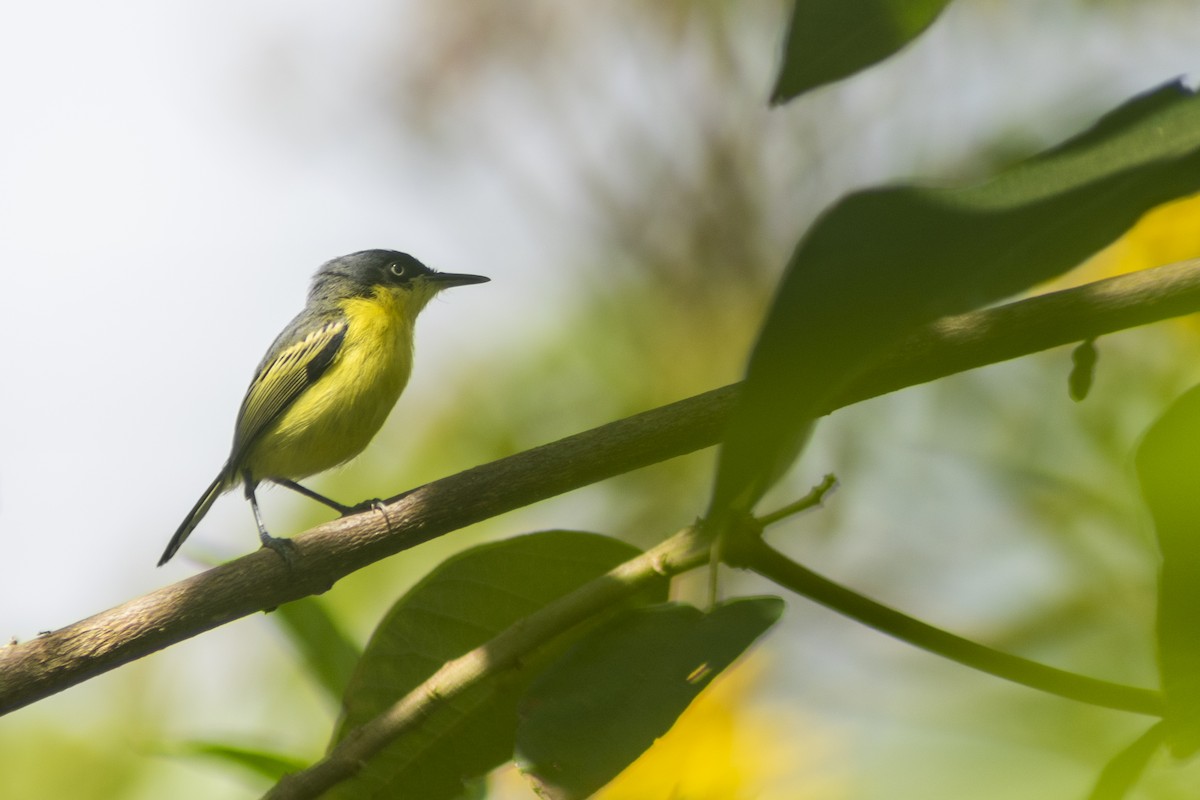 Common Tody-Flycatcher - ML609101517