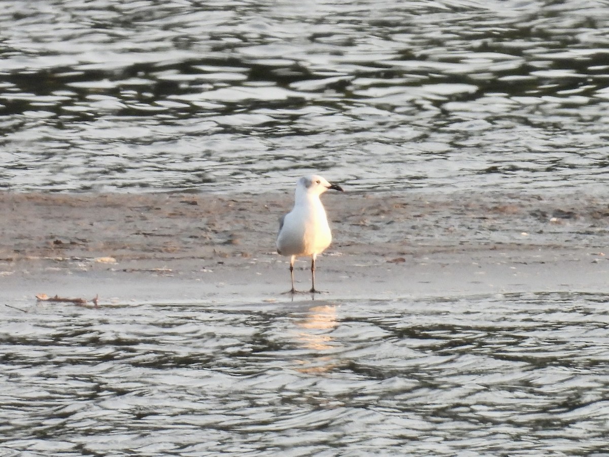 Mouette atricille - ML609101531