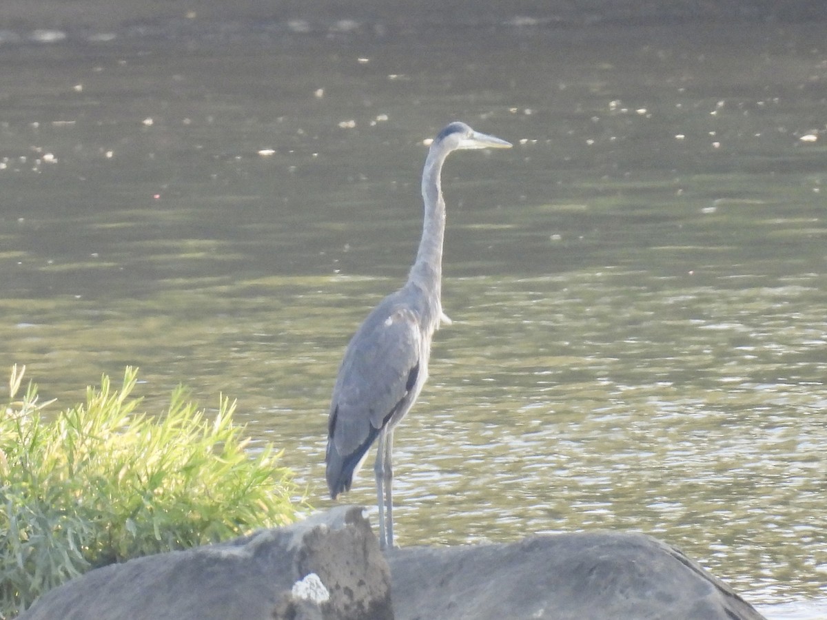 Great Blue Heron - ML609101535