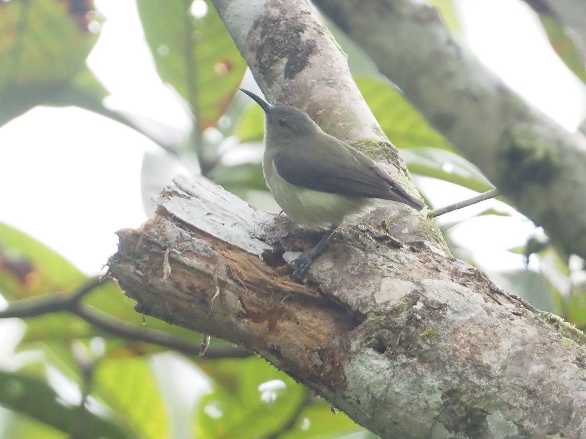 Spectacled Longbill - ML609101564