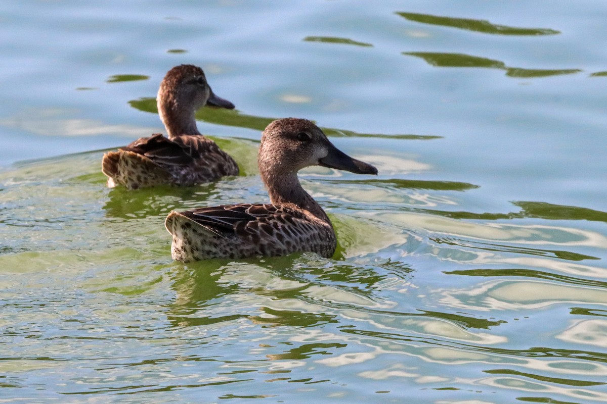 Blue-winged Teal - John Rudd