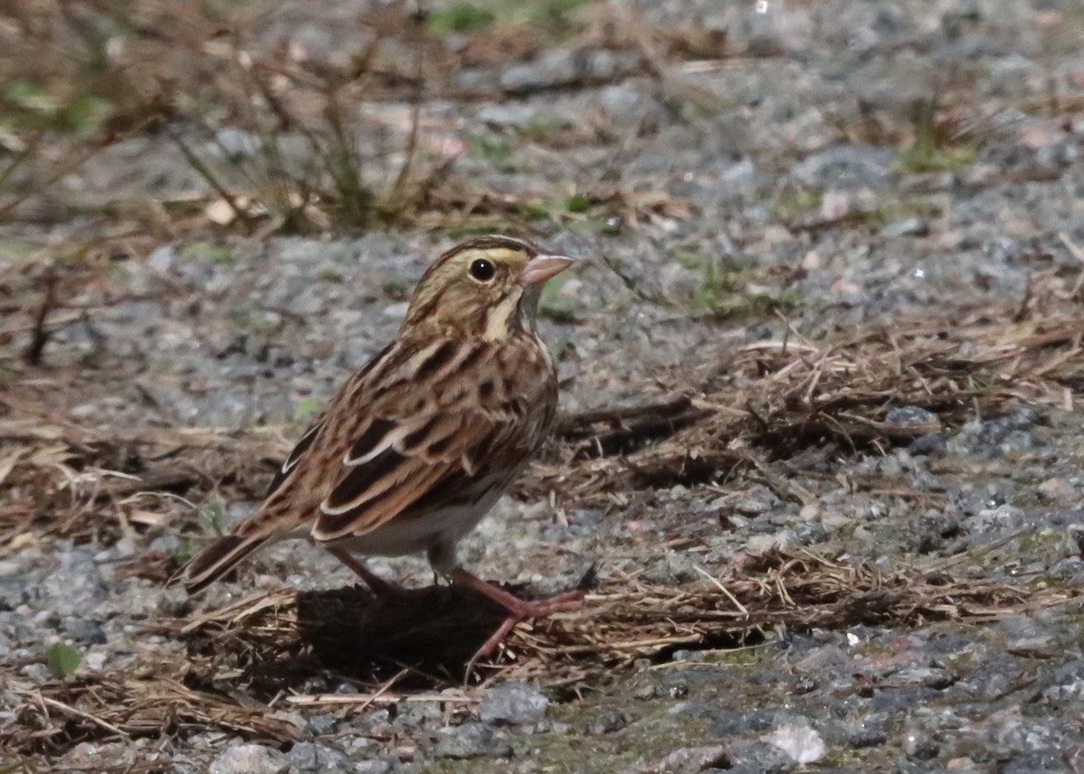 Savannah Sparrow - ML609101615