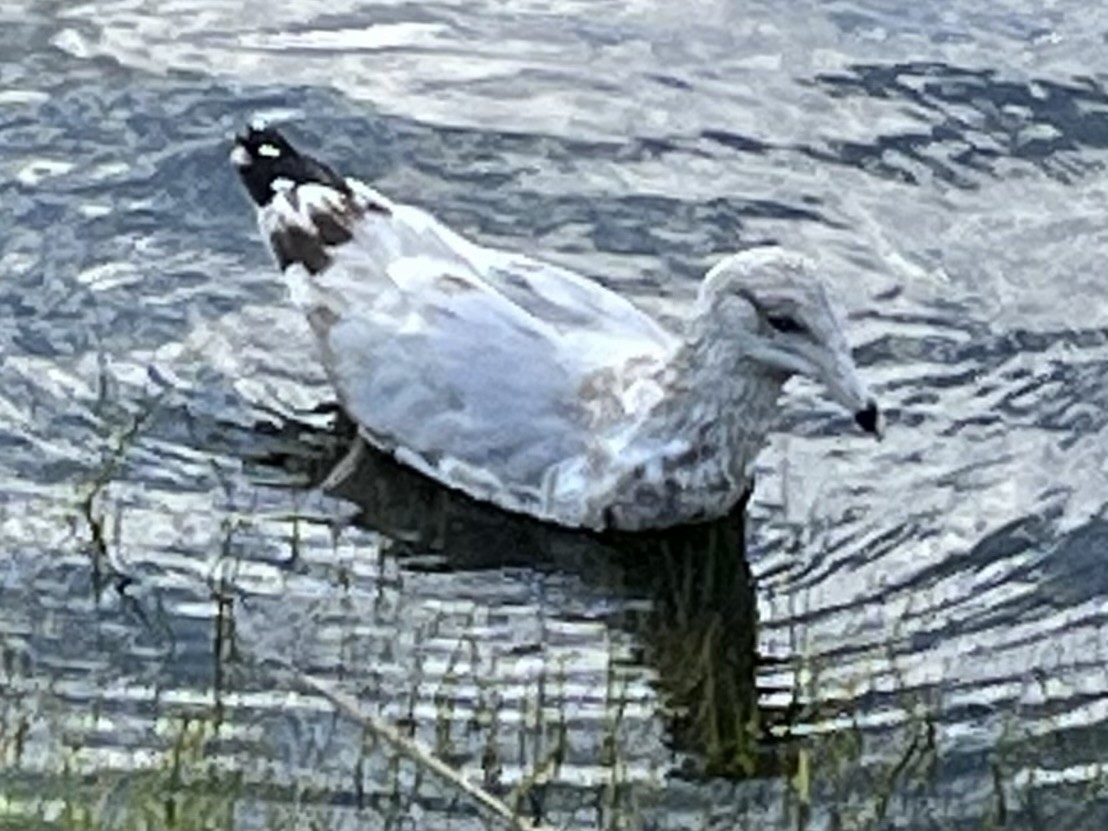 Goéland hudsonien - ML609101702