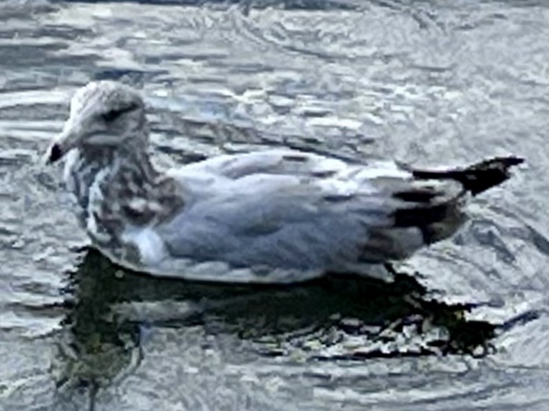 Goéland hudsonien - ML609101703