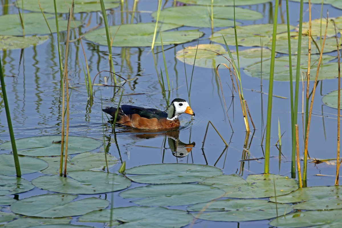 African Pygmy-Goose - ML609101725