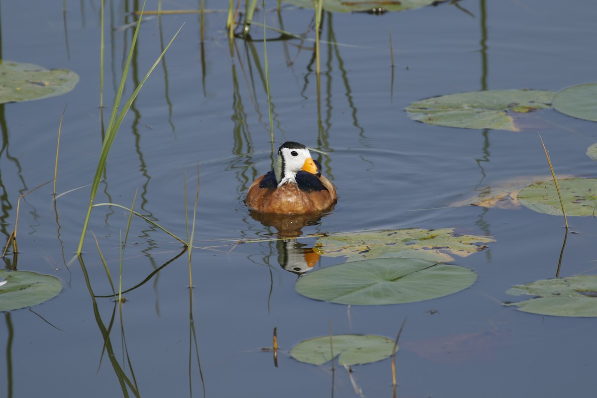 African Pygmy-Goose - ML609101726