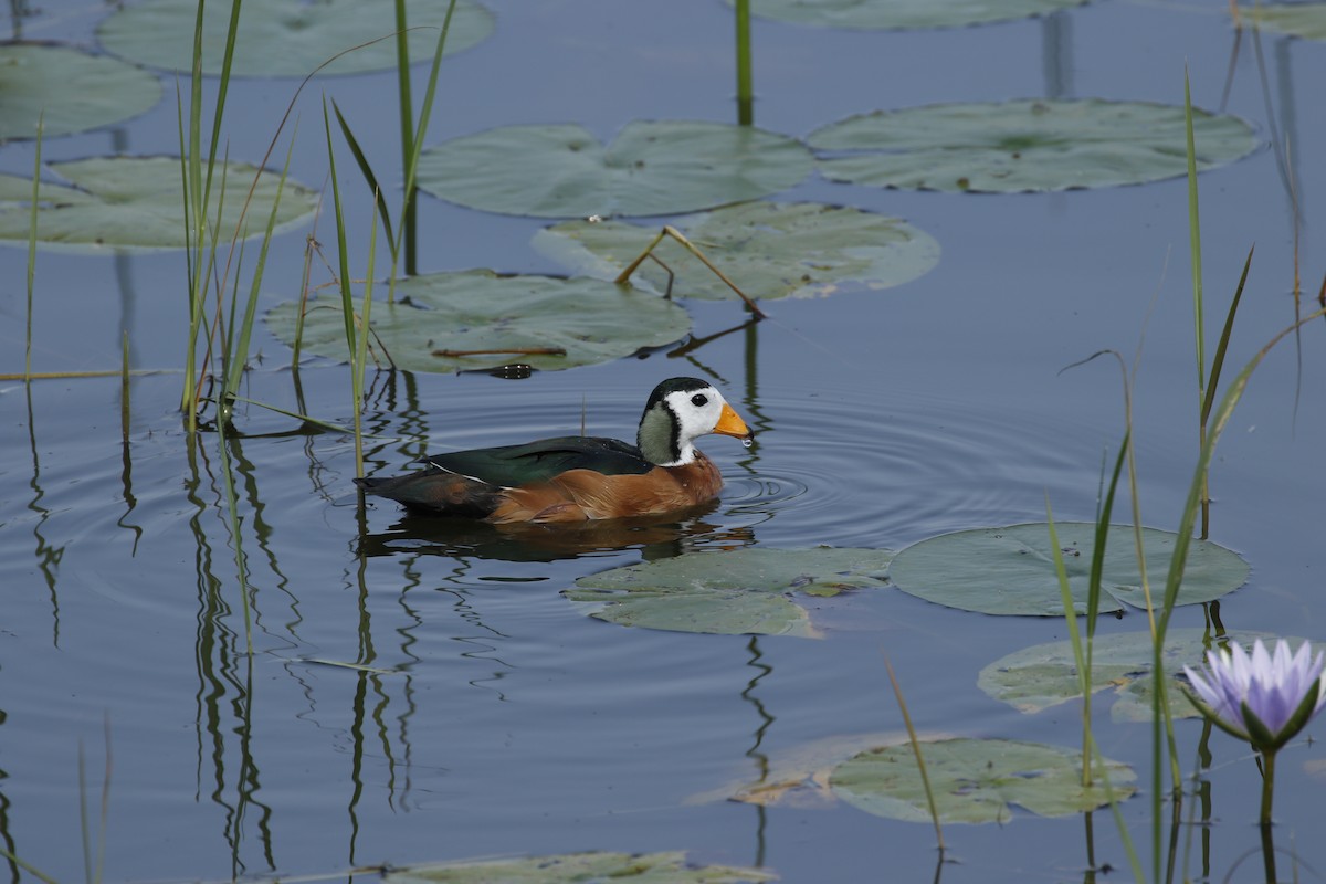 African Pygmy-Goose - ML609101728