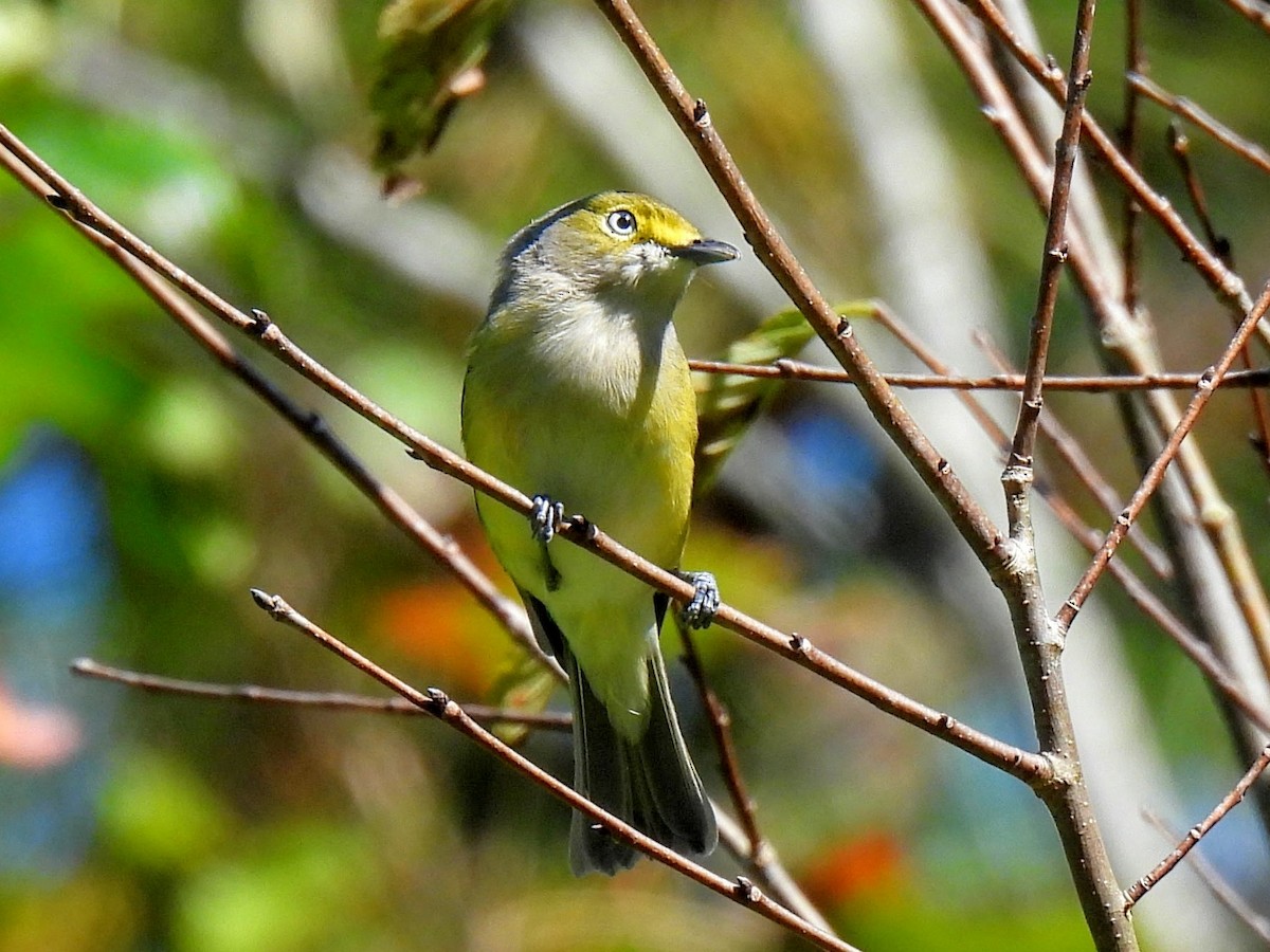 White-eyed Vireo - Ed Daniels