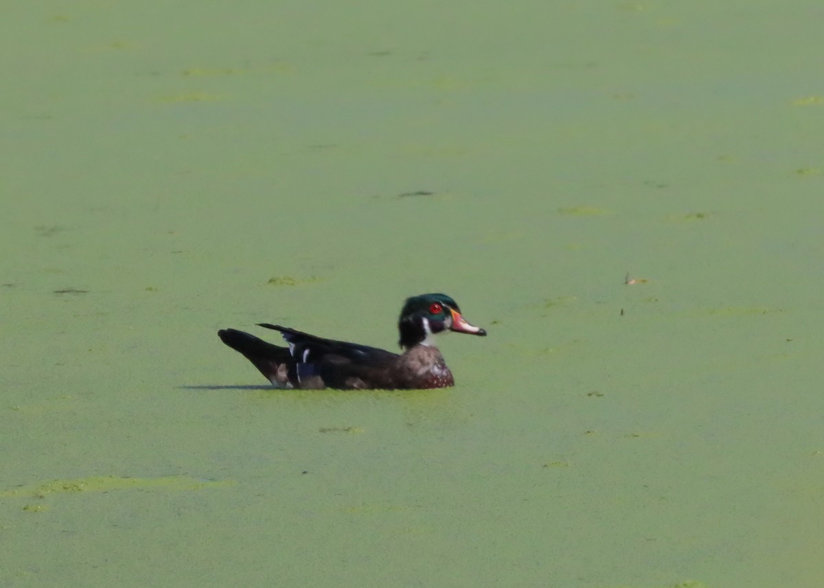 Wood Duck - ML609101806