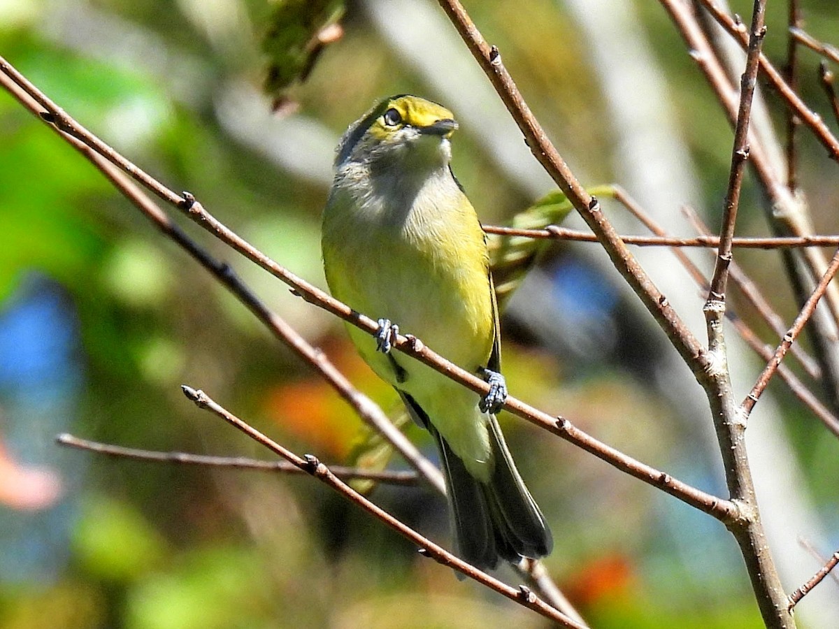 White-eyed Vireo - ML609101877