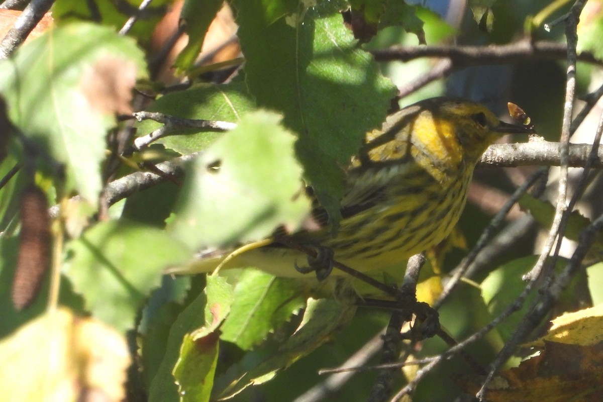 Cape May Warbler - Marti Horman