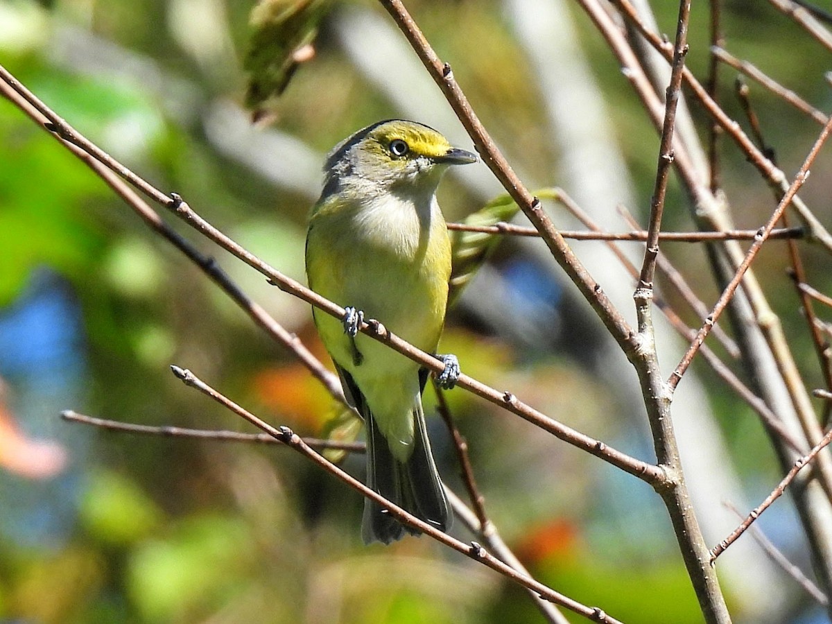 White-eyed Vireo - ML609102126