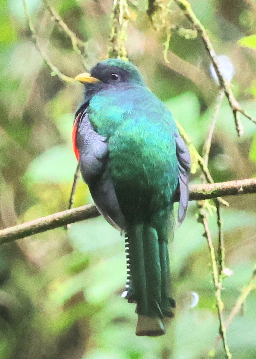 Collared Trogon - Dave Czaplak