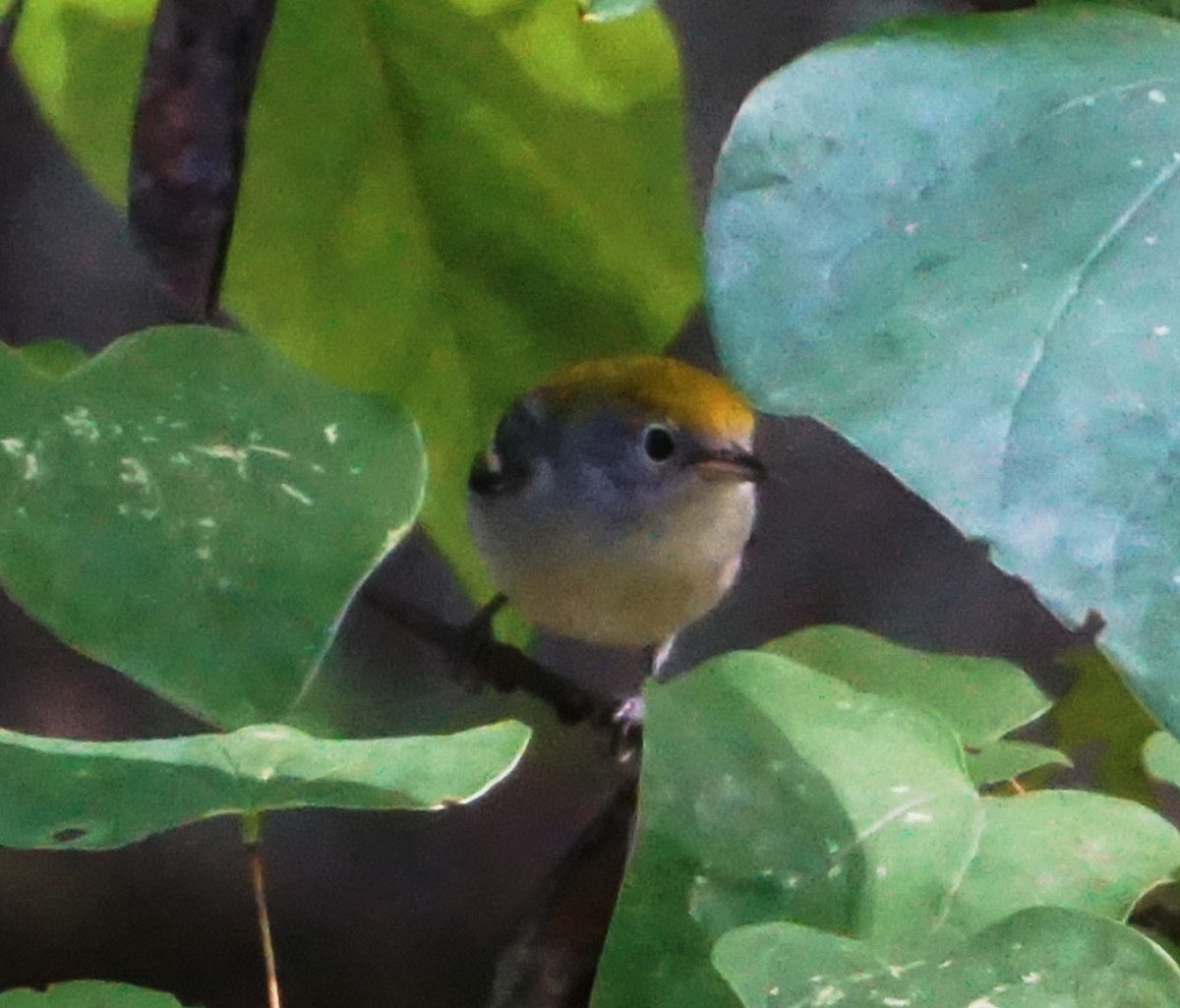 Chestnut-sided Warbler - Melody Ragle