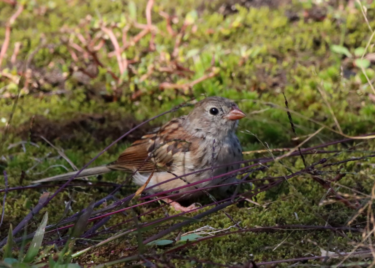 Passerellidae sp. (sparrow sp.) - ML609102330