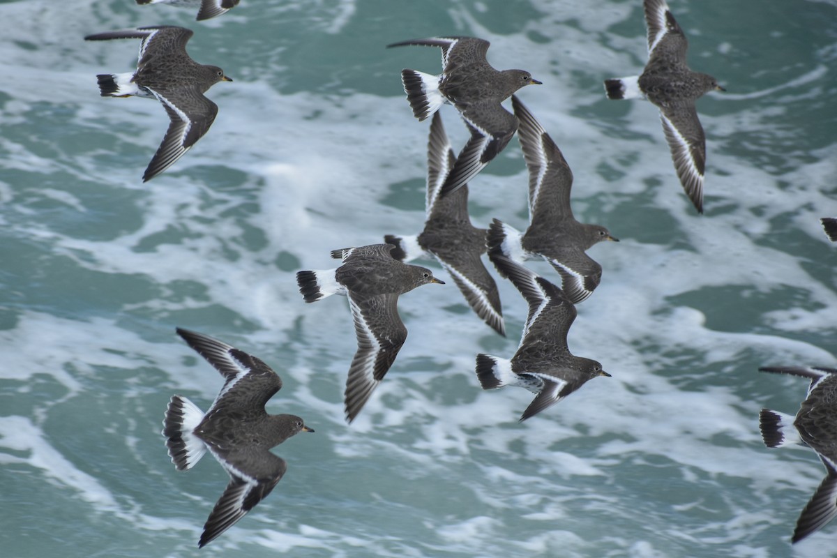 Surfbird - ML609102396