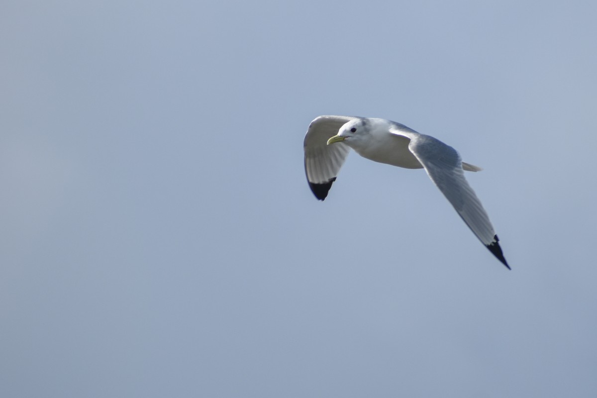 Black-legged Kittiwake - ML609102404